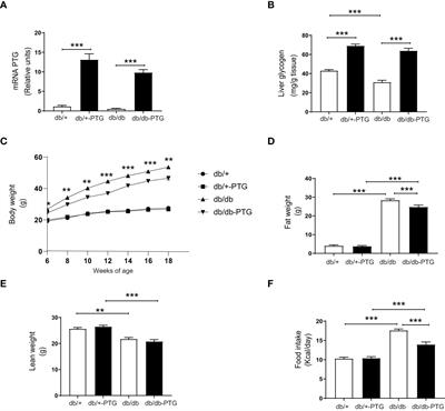 Hepatic overexpression of protein targeting to glycogen attenuates obesity and improves hyperglycemia in db/db mice